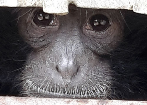 Scorpion and BKSDA Relocate 6 Siamang Gibbons from Jakarta to West Sumatra (December 6, 2016)